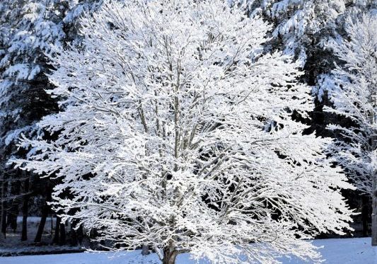 snow-1966934_1280.jpg